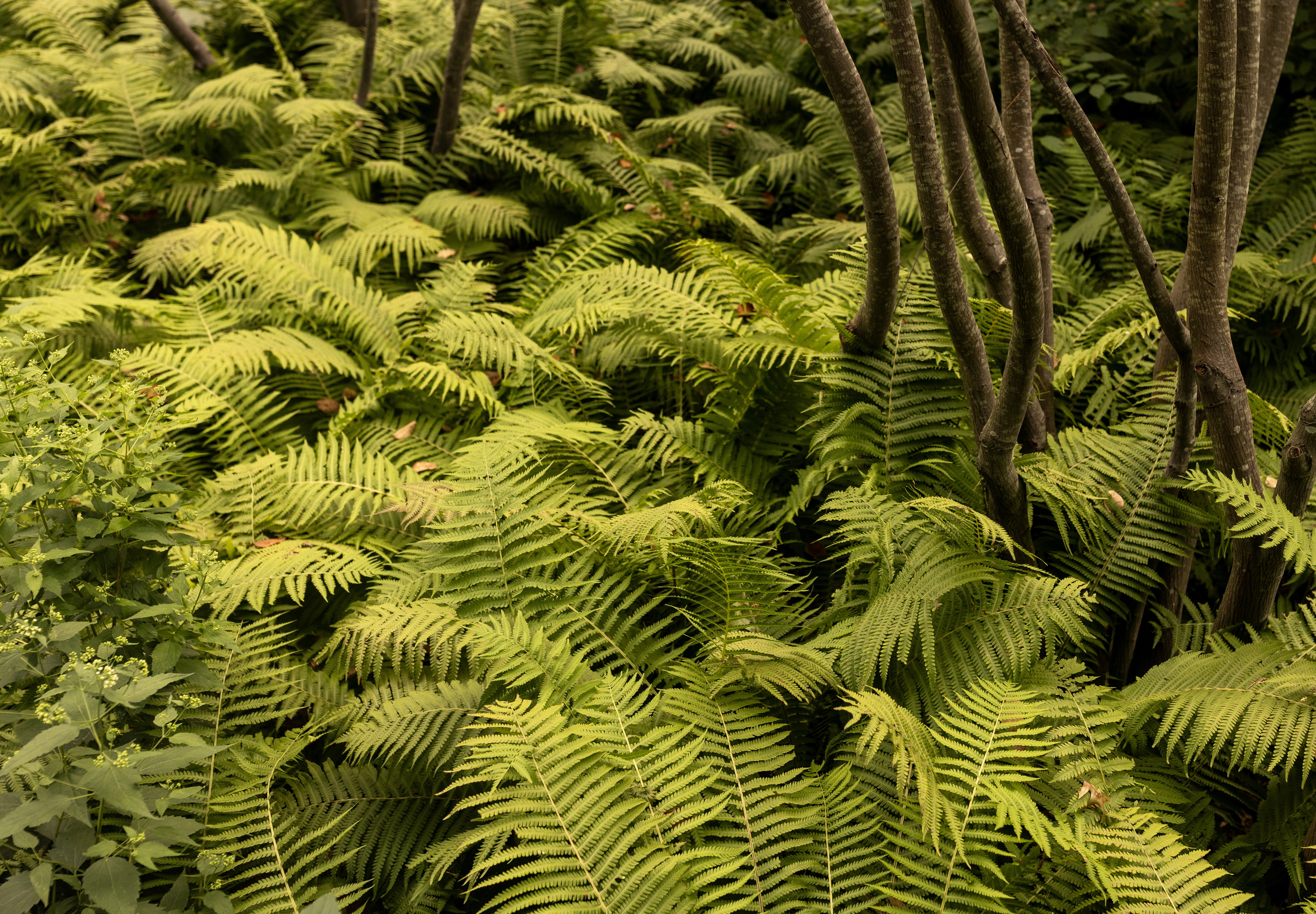 Ferns and garden plants prepared for landscape installation